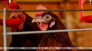 Беларусь ограничивает ввоз птицы из региона Польши из-за птичьего гриппа